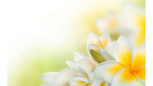 Close up flowers blurry background #6 free wallpaper - medium preview image