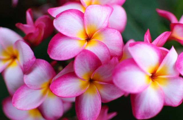 Pink daisy lily lotus floral free wallpaper - medium preview image