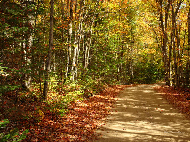 Dirt road trees leaves yellow free wallpaper - medium preview image
