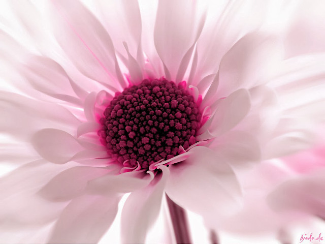 Pink white flower closeup pink free wallpaper - medium preview image