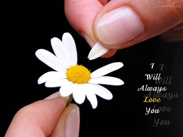 Person holding flower love quote free wallpaper - medium preview image