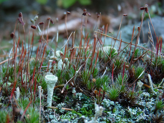 Moss covered ground small plants free wallpaper - medium preview image