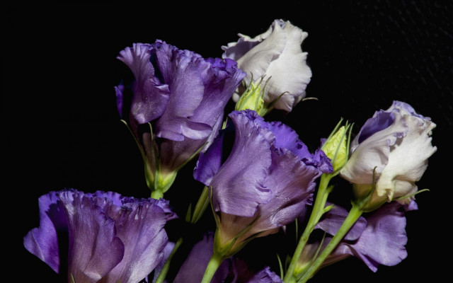 Purple flowers vase tabletop black free wallpaper - medium preview image