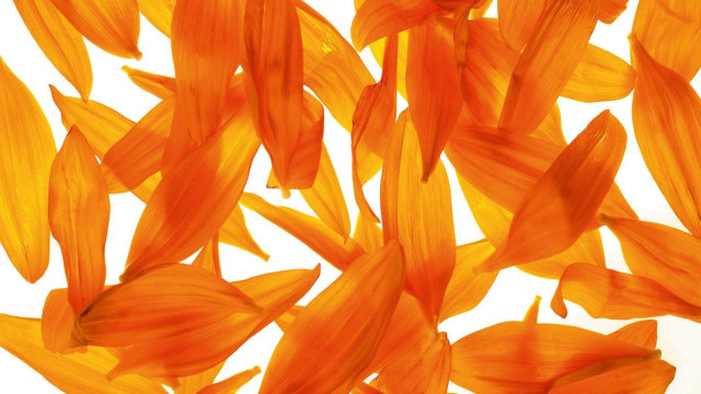 Orange flowers floating air white free wallpaper - medium preview image