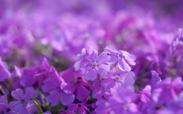Purple flowers blurry background midday free wallpaper - medium preview image