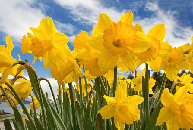 Yellow flowers blue sky clouds #8 free wallpaper - medium preview image