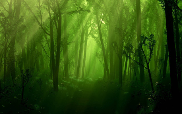 Green forest trees light sunlight free wallpaper - medium preview image