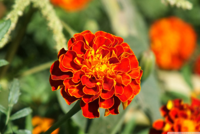 Flower bokeh autumn leaves macro free wallpaper - medium preview image