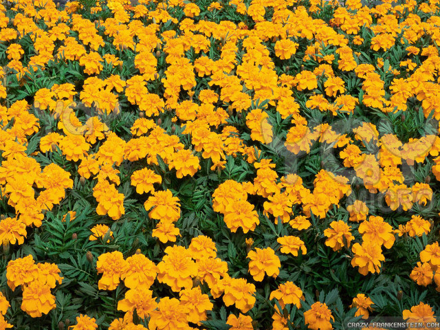 Yellow flowers green leaves blue free wallpaper - medium preview image