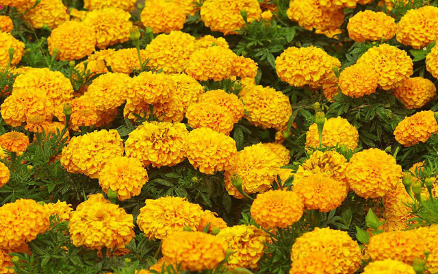 Yellow flowers green leaves red free wallpaper - medium preview image