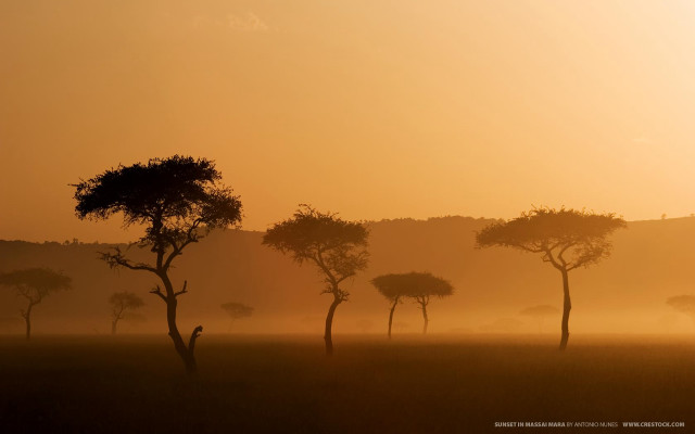 Trees field sunset fog nature free wallpaper - medium preview image