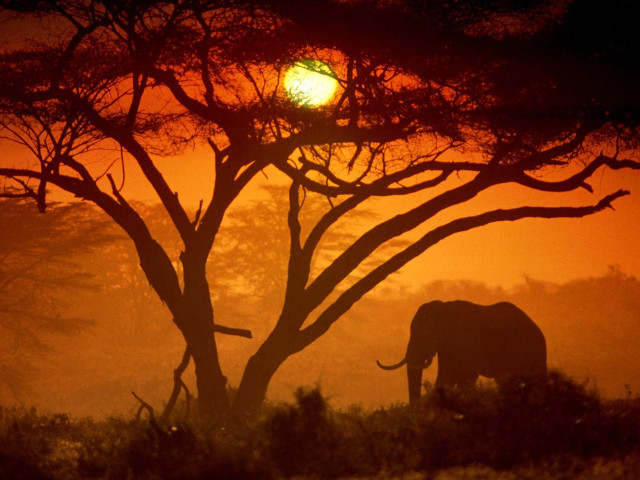 Elephant tree sunset foggy forest #2 free wallpaper - medium preview image