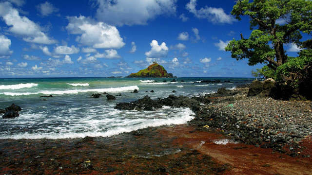Rocky beach tree rock outcropping free wallpaper - medium preview image