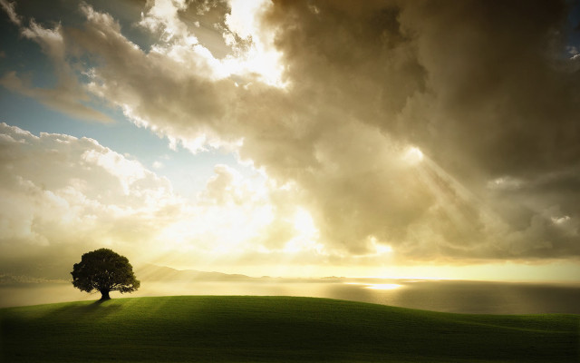 Lone tree grassy hill sunrays free wallpaper - medium preview image