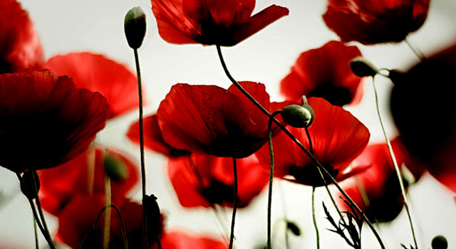 Red flowers in the grass #2 free wallpaper - medium preview image