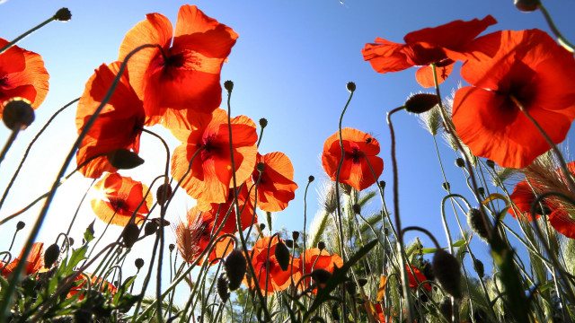 Red flowers blue sky macro free wallpaper - medium preview image