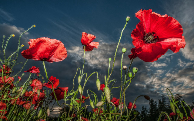 Red flowers cloudy sky field free wallpaper - medium preview image