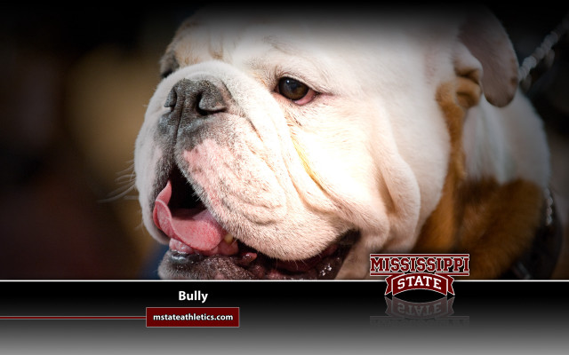 Bulldog smiling showing teeth tongue free wallpaper - medium preview image