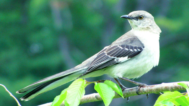 Bird branch leaves nature water free wallpaper - medium preview image