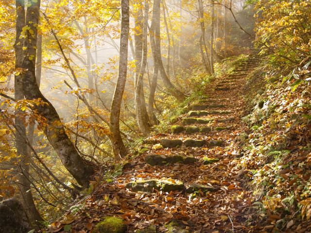 Wooded path leaves steps nature free wallpaper - medium preview image
