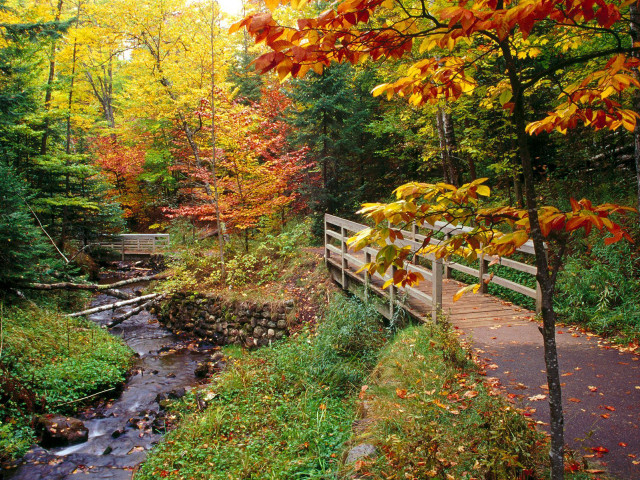 Wooden bridge fall foliage autumn free wallpaper - medium preview image