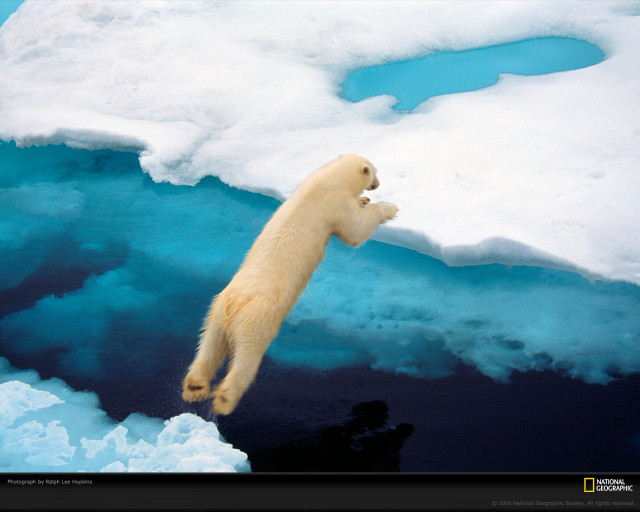 Polar bear jumping iceberg water free wallpaper - medium preview image