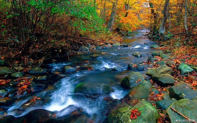 Autumn forest stream leaves rocks free wallpaper - medium preview image