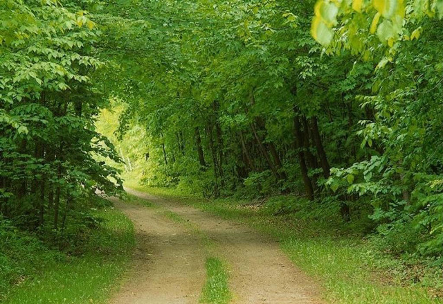 Dirt road trees grass bench free wallpaper - medium preview image