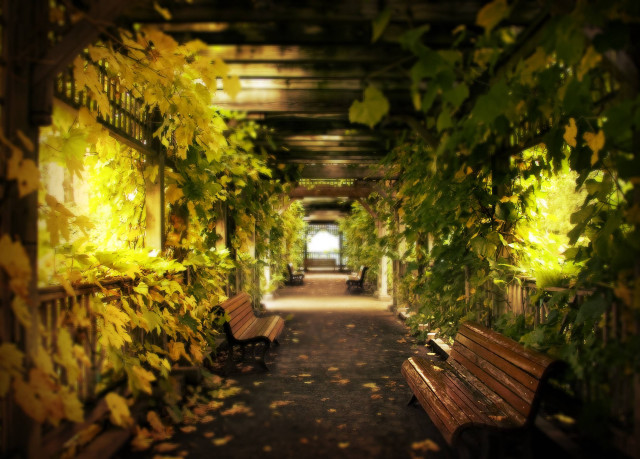 Autumn walkway bench plants light free wallpaper - medium preview image