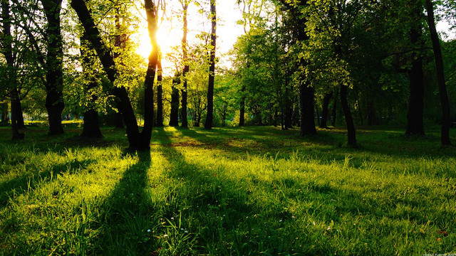 Grassy field trees sun shining free wallpaper - medium preview image