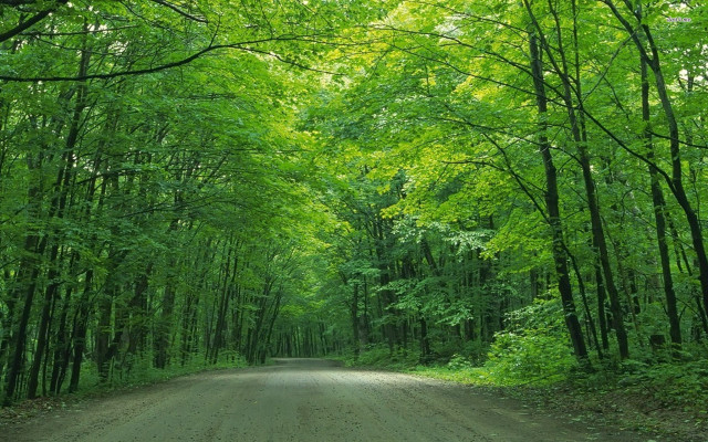 Dirt road trees green foliage free wallpaper - medium preview image