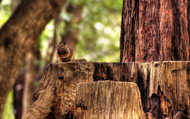 Squirrel tree stump forest trees free wallpaper - medium preview image