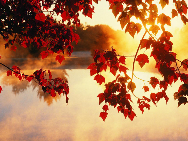 Tree branch red leaves water #3 free wallpaper - medium preview image