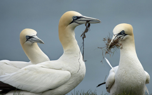 Three white birds long beaks #3 free wallpaper - medium preview image