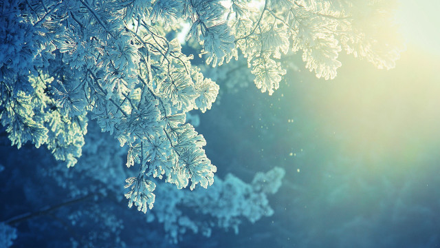 Tree snow sunshine branches closeup free wallpaper - medium preview image