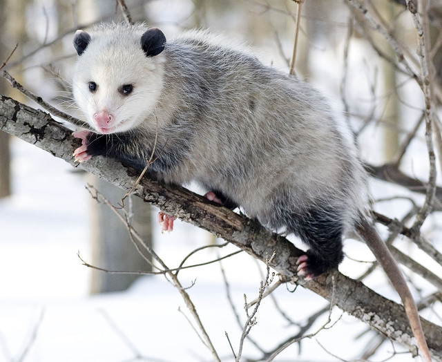 Ferret sitting tree branch snow free wallpaper - medium preview image