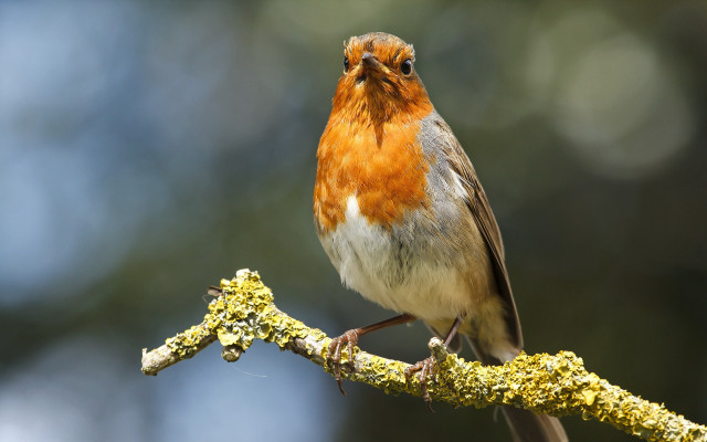 Small bird branch moss blurry free wallpaper - medium preview image