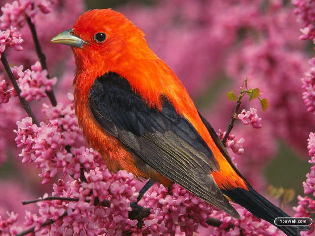 Red bird branch tree pink #3 free wallpaper - medium preview image