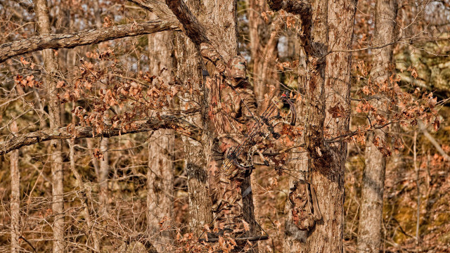 Bird perched tree branch forest #4 free wallpaper - medium preview image