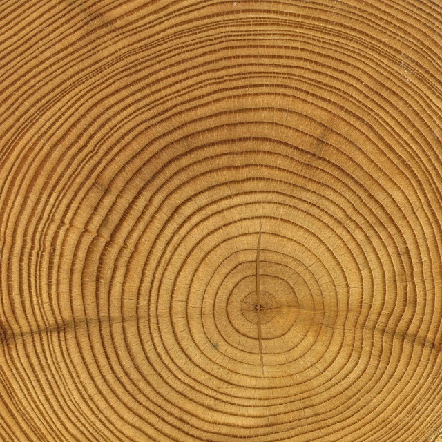 Tree trunk circular pattern brown free wallpaper - medium preview image