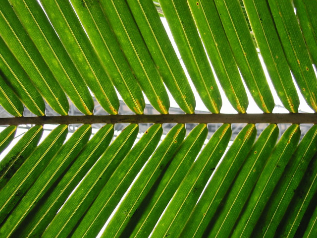 Green palm leaf macro bamboo free wallpaper - medium preview image
