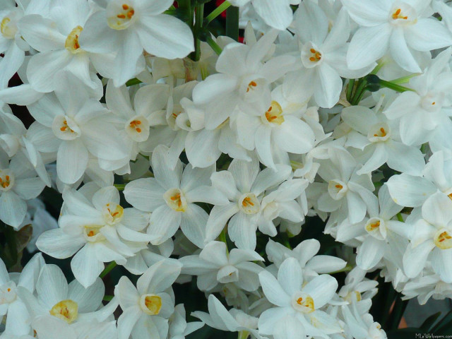 White flowers yellow centers vase #2 free wallpaper - medium preview image