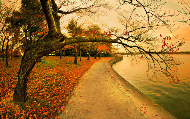 Path water trees background leaves #2 free wallpaper - medium preview image