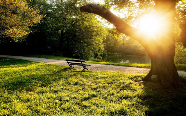 Park bench sunlight trees grass free wallpaper - medium preview image