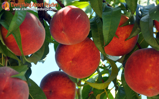 Peaches hanging tree leaves blue free wallpaper - medium preview image