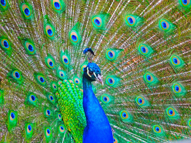 Peacock feathers spread display colorful free wallpaper - medium preview image