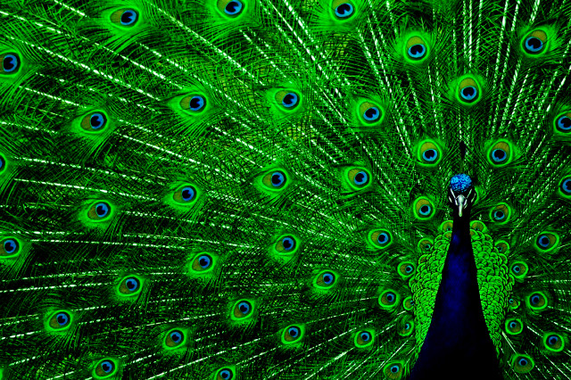 Peacock feathers spread tail display #7 free wallpaper - medium preview image
