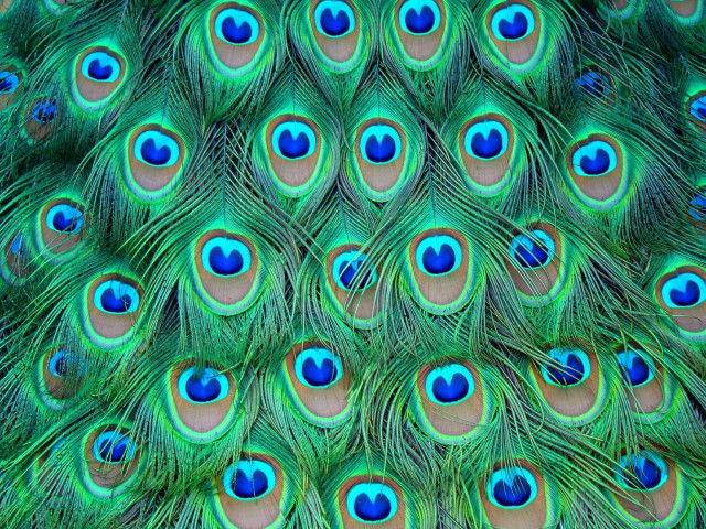 Peacock feathers closeup blue eyes free wallpaper - medium preview image
