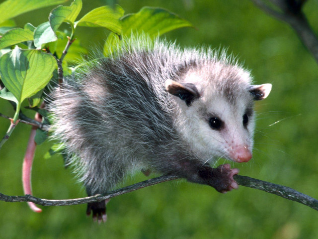 Small animal perched branch leaves free wallpaper - medium preview image