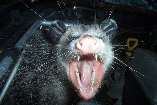 Badger tongue out showing teeth free wallpaper - medium preview image